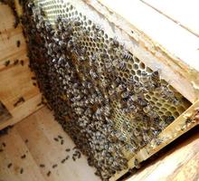 Background hexagon texture, wax honeycomb from a bee hive filled photo