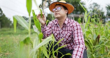 agricoltore nel campo di grano che controlla la qualità video