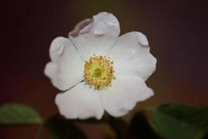 Flower blossom close up background rosa arvensis family rosaceae photo