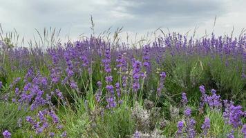 Landscape with lilac lavender flowers.