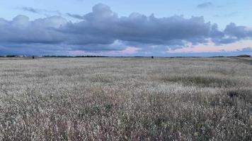 natuurlijke achtergrond met uitzicht op de steppe in de avond video