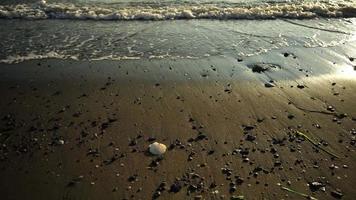 Landschaft mit Blick auf einen Sandstrand mit Algen und Muscheln. video