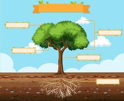 Write parts of a tree worksheet for kids vector