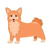 Realistic dog Corgi breed on a white background - Vector