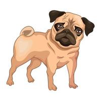 Realistic dog Pug breed white background - Vector