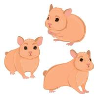 Three realistic hamsters on a white background - Vector