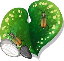 Top view of insect on a leaf isolated vector