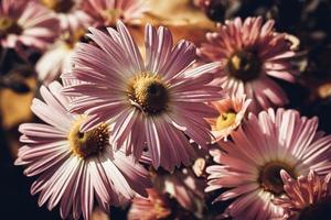 Autumn chrysanthemums on a dark background. photo