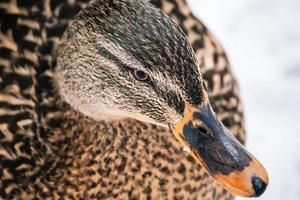 Head of wild brown duck on white background. Mallard duck close-up photo