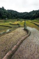 young rice plant in the field photo