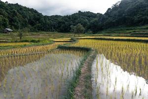 young rice plant in the field photo