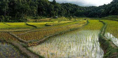 young rice plant in the field photo