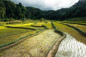 young rice plant in the field photo