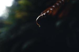 Dark fern leaves in the tropical rainy season photo