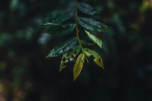 Dark fern leaves in the tropical rainy season photo