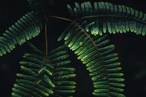 Dark fern leaves in the tropical rainy season photo