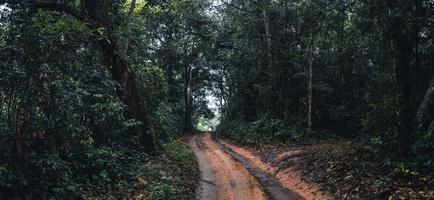 Dirt road into the forest in the tropical rainy season photo