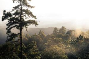 Trees and ferns in the rainy day forest photo