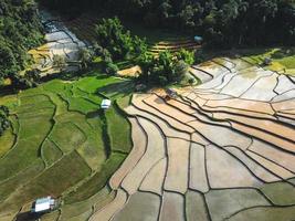 Rice fields at the beginning of cultivation photo