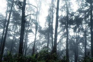 Forest in the misty rainy day,ferns and trees photo