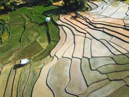 Rice fields at the beginning of cultivation photo