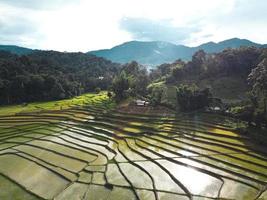 Rice fields at the beginning of cultivation photo
