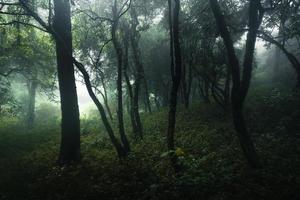 bosque en el brumoso día lluvioso, helechos y árboles foto