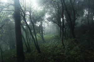 bosque en el brumoso día lluvioso, helechos y árboles foto