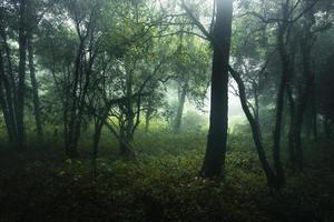 Forest in the misty rainy day,ferns and trees photo
