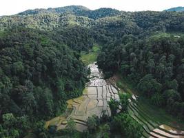 Rice fields at the beginning of cultivation photo