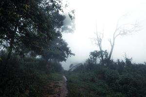 Road in a tropical forest,The road into the tropical humid forest photo