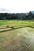 Rice fields at the beginning of cultivation photo