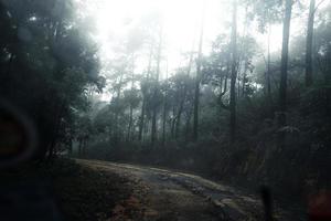 Road in a tropical forest,The road into the tropical humid forest photo