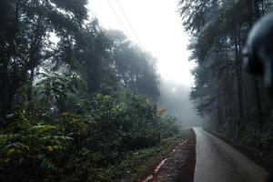 Road in a tropical forest,The road into the tropical humid forest photo