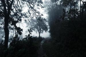 camino en un bosque tropical, el camino hacia el bosque húmedo tropical foto