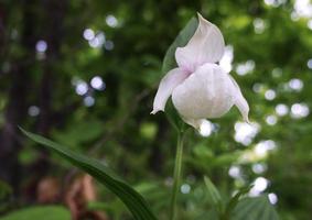 A rare red-book plant is the Venus slipper Cypripedium. photo