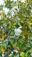 White magnolia flowers on a green background of leaves photo