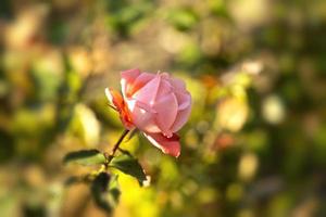 fondo natural con elegante rosa rosa foto