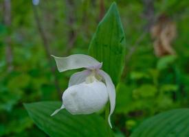 A rare red-book plant is the Venus slipper Cypripedium. photo