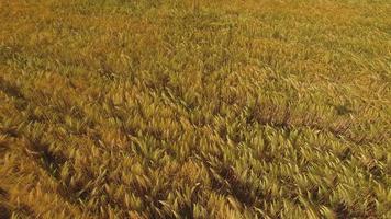 campos de trigo al final del verano completamente maduros foto