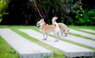 Cute little dog walking in the grass in front of the house. photo