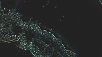 Animal Cell Stock Video Footage for Free Download Animal Cell Stock Video Footage for Free Download