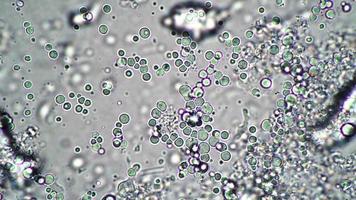 utilizando un microscopio para células animales o investigación biológica