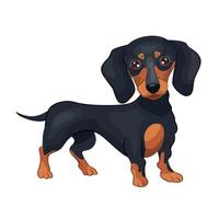 Realistic black dog Dachshund breed on a white background - Vector