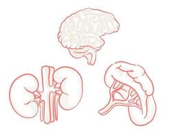 Set of Human organs illustration for design element vector