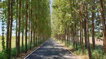 camino y árbol de eucalipto en el campo foto