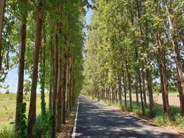 Road and eucalyptus tree in countryside photo