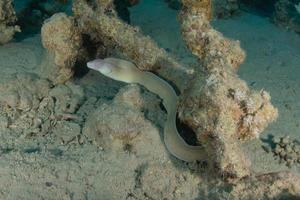 Moray eel Mooray lycodontis undulatus in the Red Sea, Eilat Israel photo