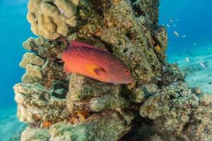 Fish swim in the Red Sea, colorful fish, Eilat Israel photo