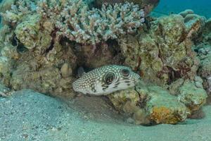 Fish swim in the Red Sea, colorful fish, Eilat Israel photo